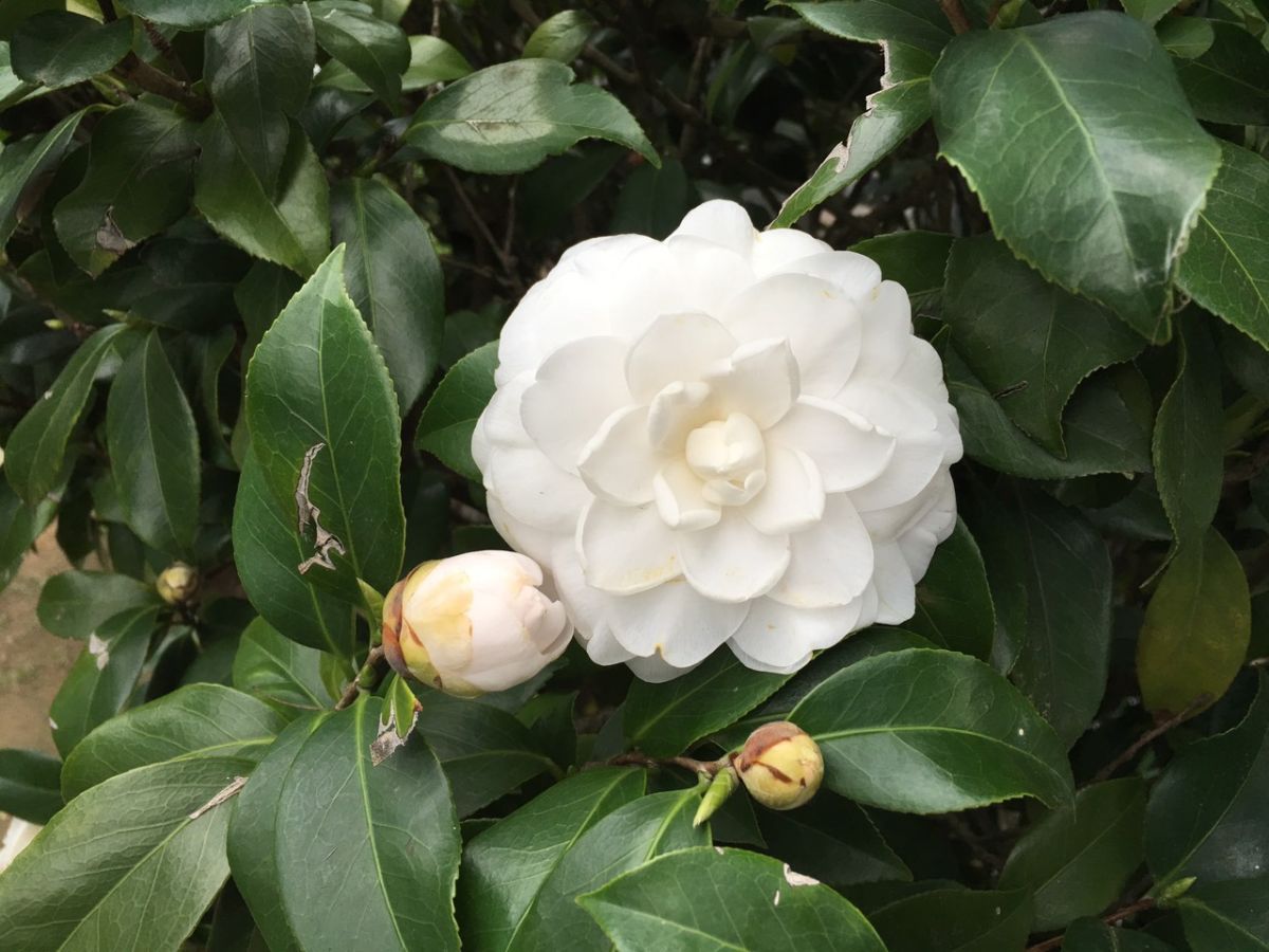 茶花品种鉴赏90种图片,花牡丹茶花,山茶花品种图鉴_大山谷图库